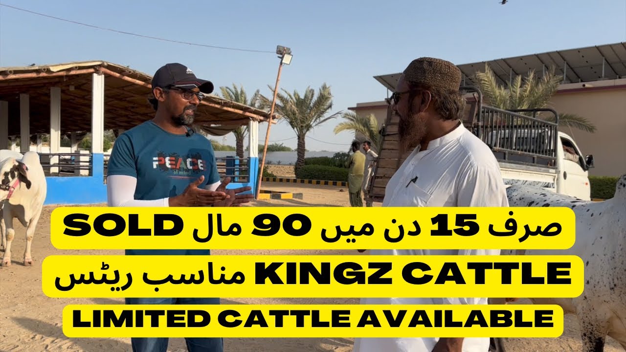Munasib Rate Sirf 15 Din Me 90 Sold. Kingz Cattle Farm. Limited Cattle Available.