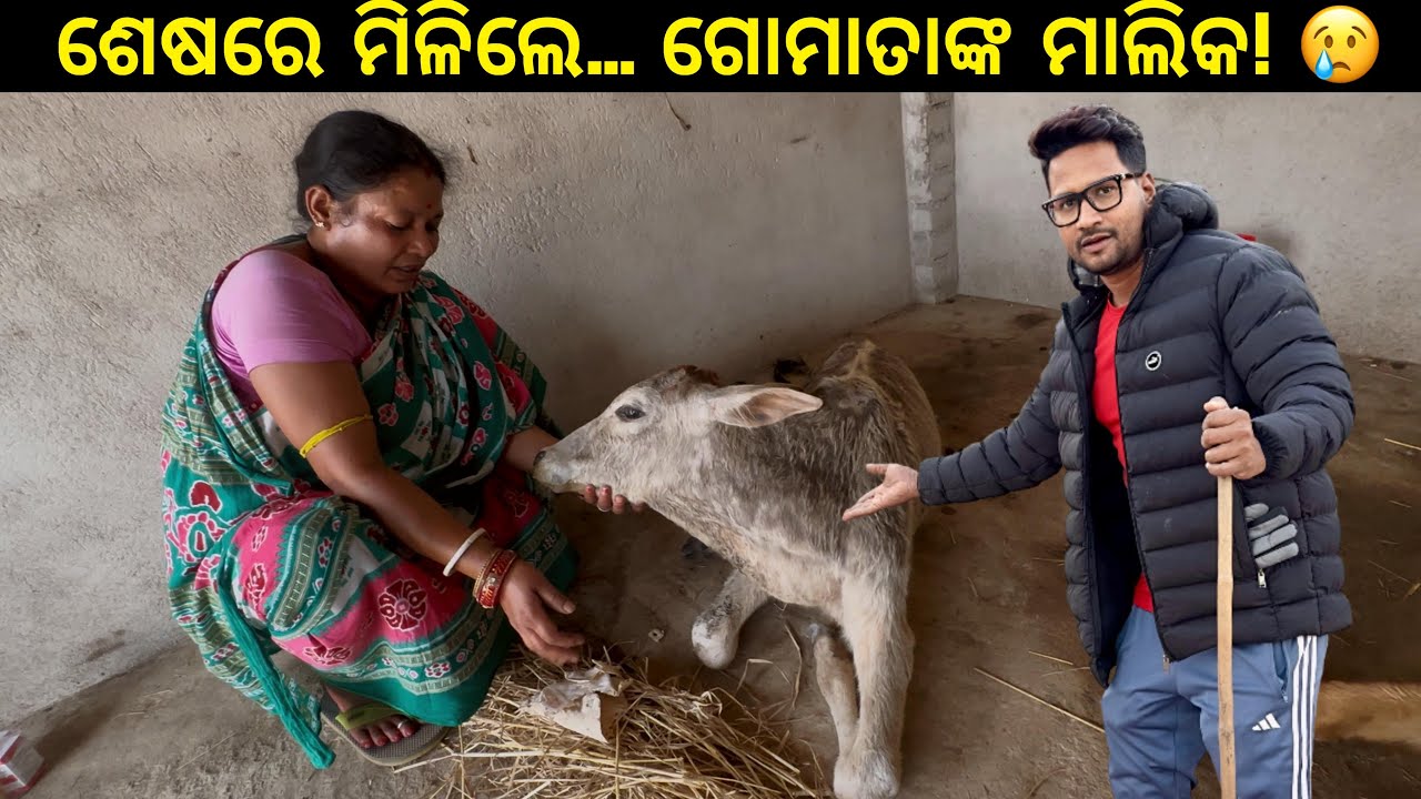ଶେଷରେ ମିଳିଲେ TRAIN LINE ରେ ପଡ଼ିଥିବା ଗୋମାତାଙ୍କ ମାଲିକ! 😢