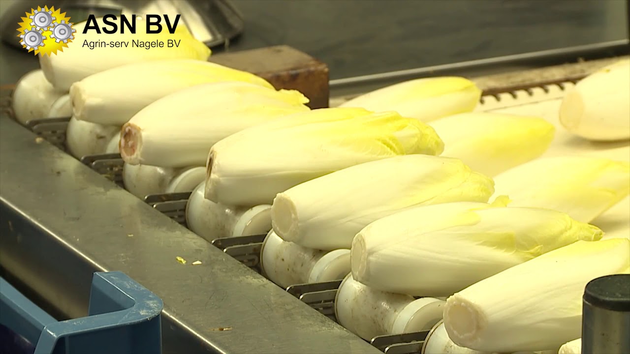 AgrinServ | Witlof Chicory Chicorée promotion video
