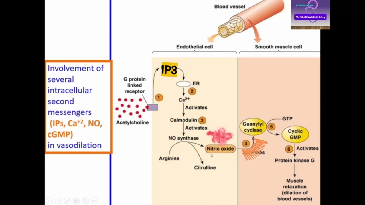 Vasodilation: Role of NO & cGMP @Metabolism Made Easy