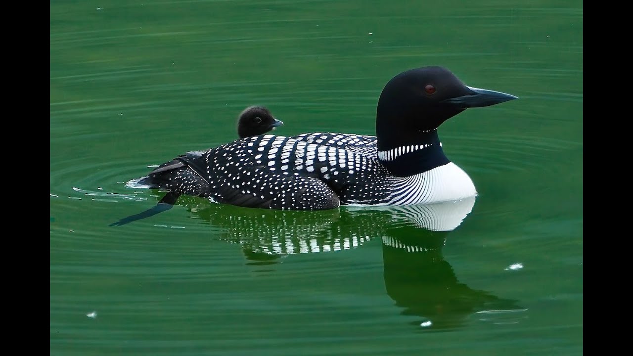 Loons