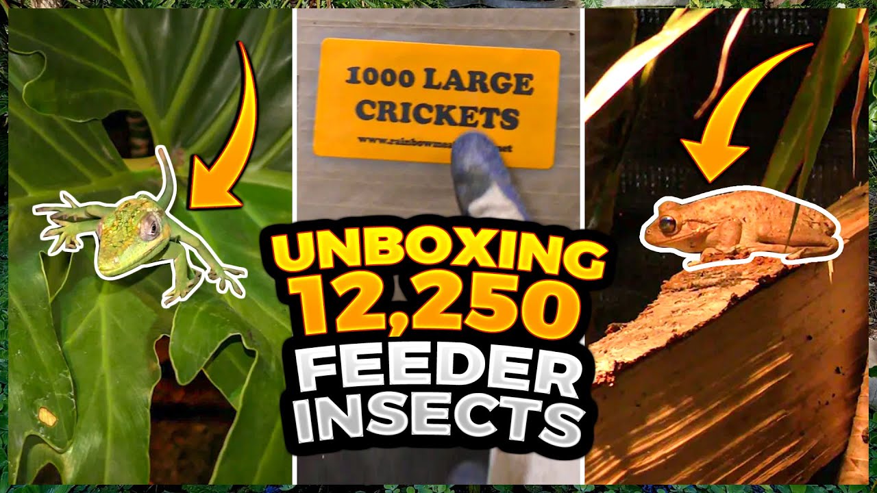 Reptile Room Tour & Unboxing 2000 Crickets | 10,000 Mealworms | 250 Fly Larvae (Reptiles Eating)