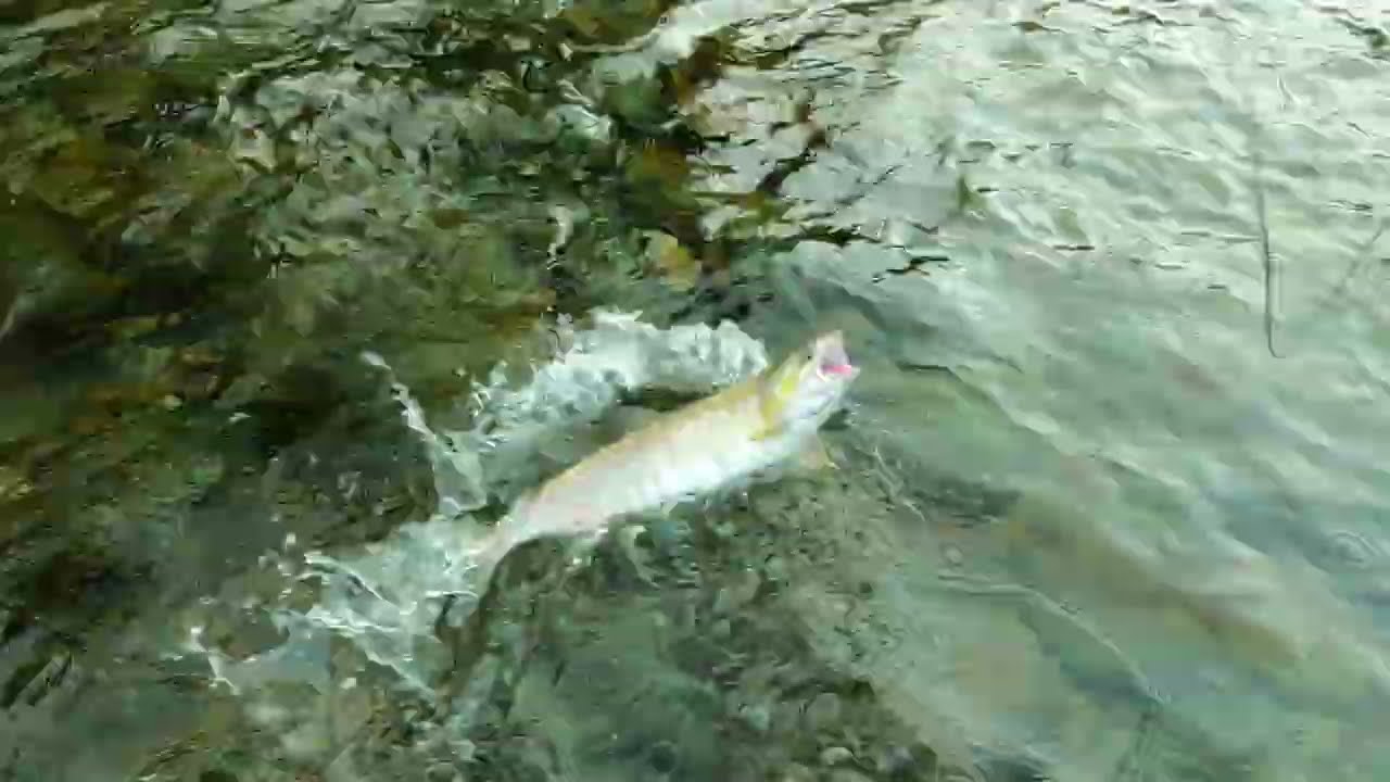 Flyfishing for Salmon in Campbell River