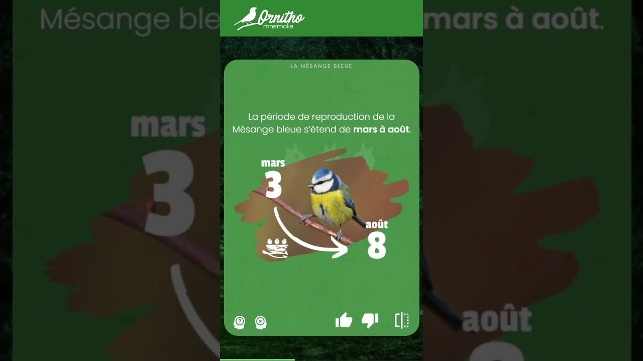 Quiz sur les oiseaux : La M&eacute;sange bleue ! #oiseaux #ornithologie #nature #oiseauxdujardin