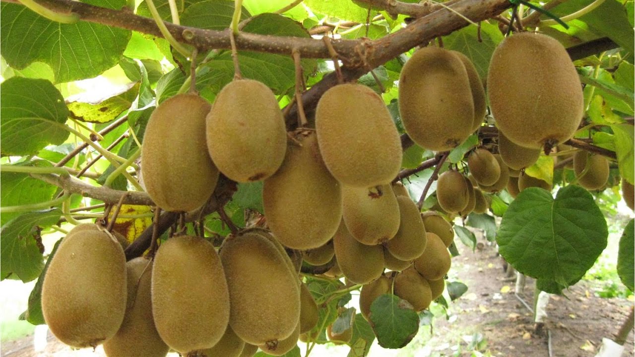 Cultivo de Kiwi en Rosario