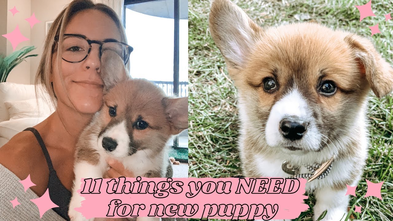 11 things you NEED for a new puppy | corgi essentials | new puppy haul