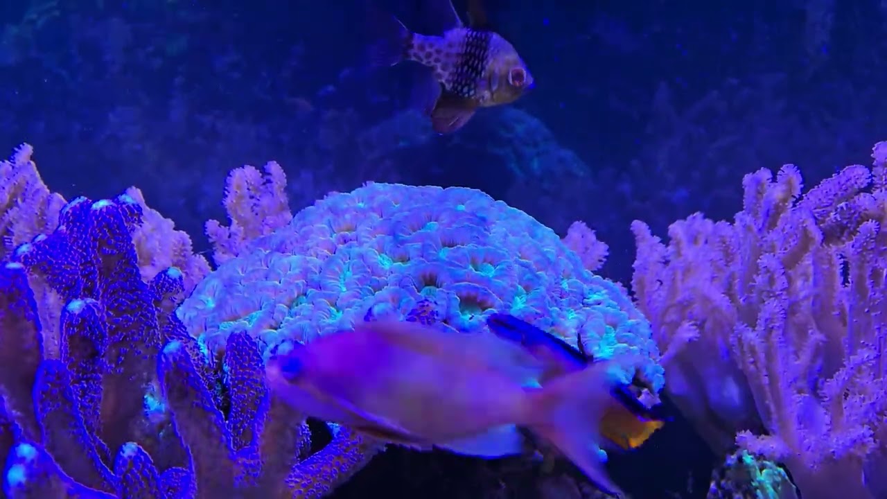 Reef Tank Update!