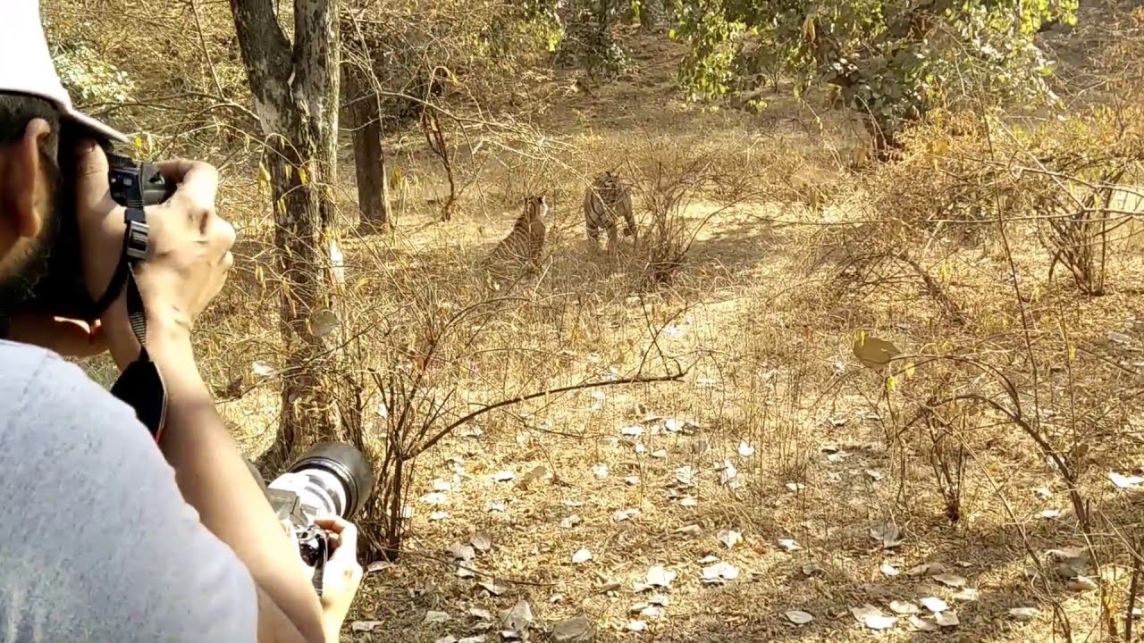 Ranthmabhor T64 and Laila Mating