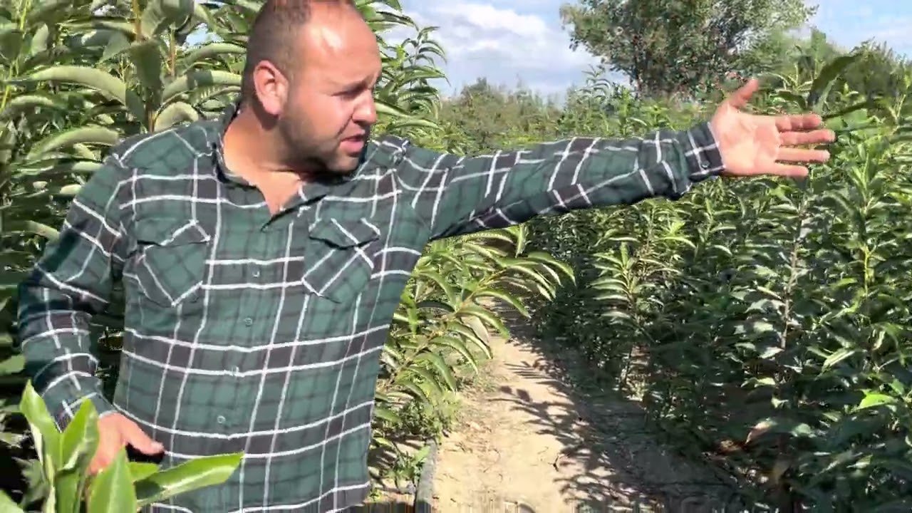 BURSATARIM Kestane yetiştiriciliği  ( Kestane Fidanı )