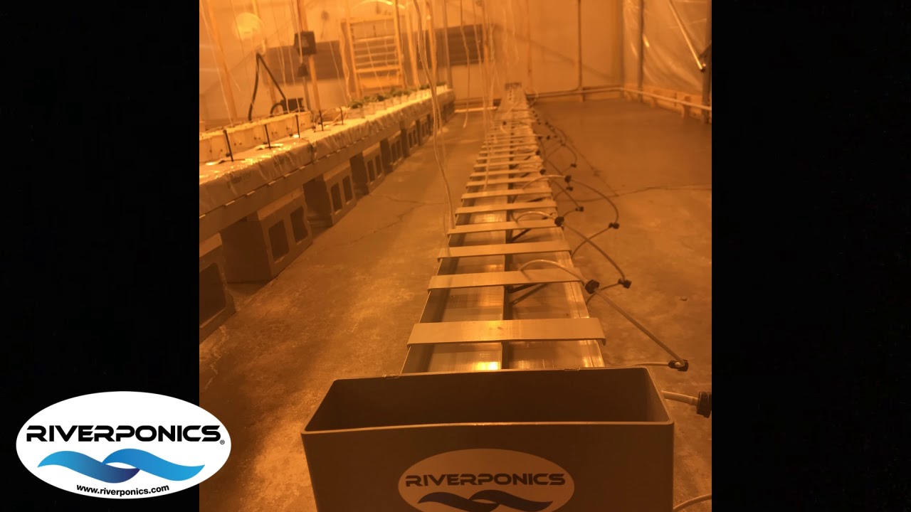 Riverponics Commercial Grow
