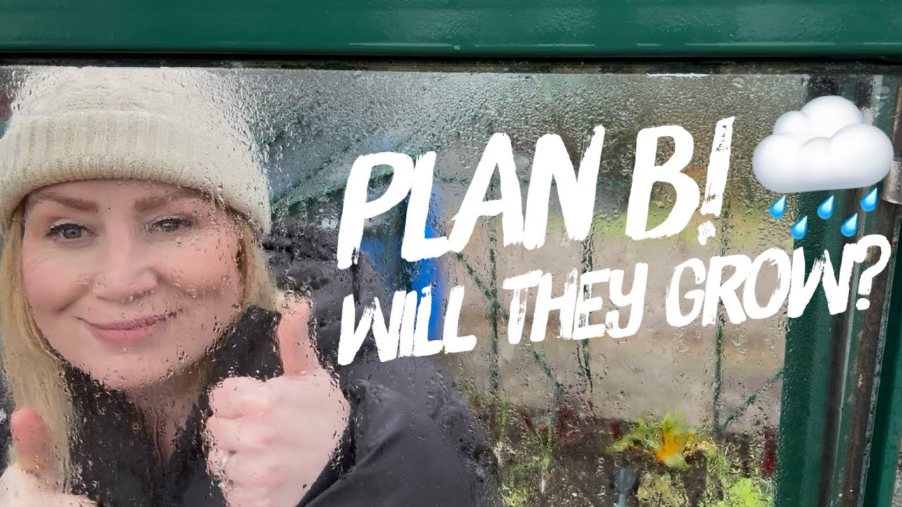 Дождь смыл с моего участка! Эксперимент по выращиванию овощей в супермаркете. Мои георгины в пода...