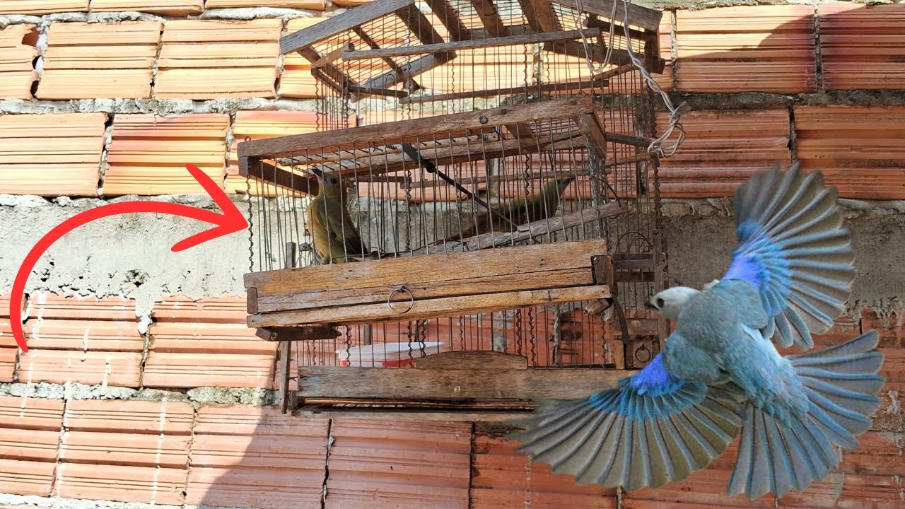 TRAMPILLA PARA CAPTURAR PÁJAROS CÓMO ATRAPAR PÁJAROS FÁCIL Y RÁPIDO TRAMPA PARA PÁJAROS CASERA