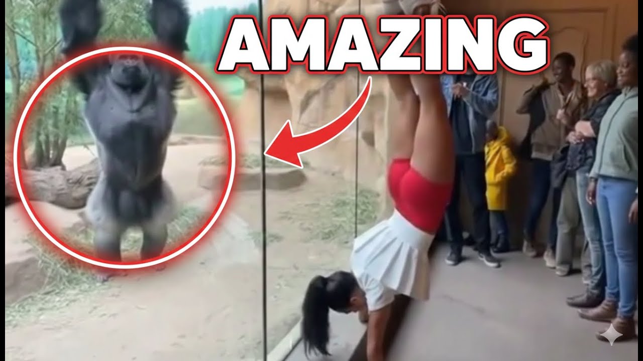 Gorilla unexpected behaviour caugth on camera! #gorilla #funny