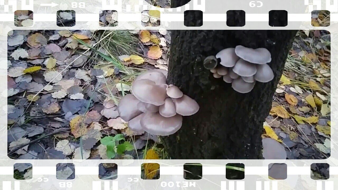 Młody Boczniak ostrygowaty&nbsp;(Pleurotus ostreatus) Jaworzno 22.10.2016