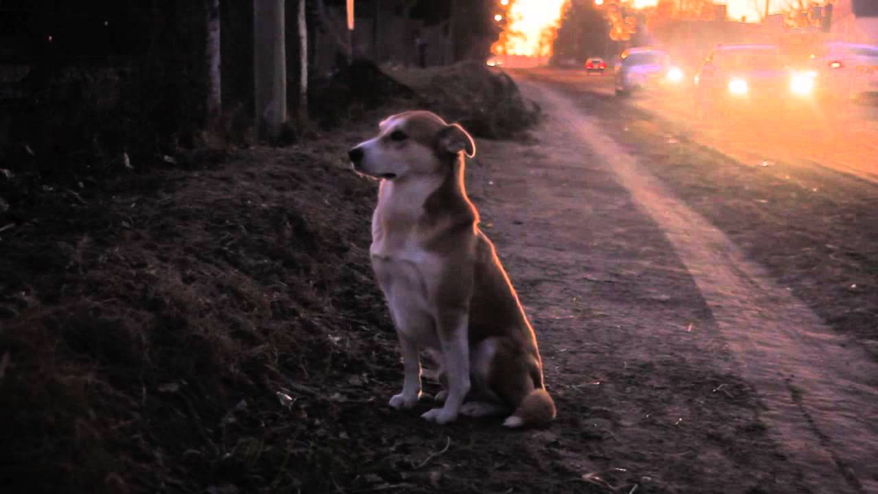 General Pico / Trailer 2015
