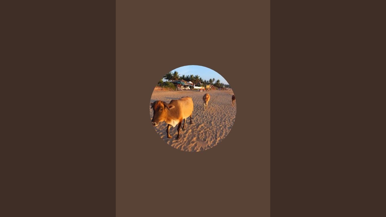 tharobstervideo is live!