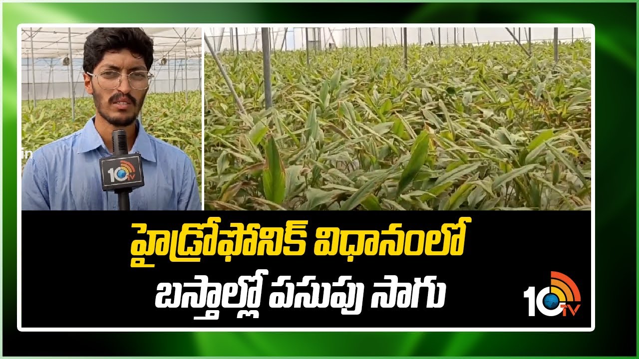 హైడ్రోఫోనిక్ విధానంలో బస్తాల్లో పసుపు సాగు | Cultivation of turmeric under hydroponic system | 10TV