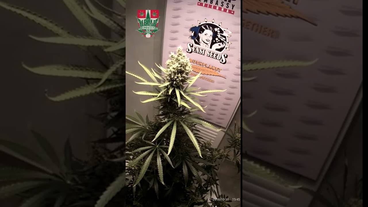 75 DAYS Sensi Seeds Silver Haze