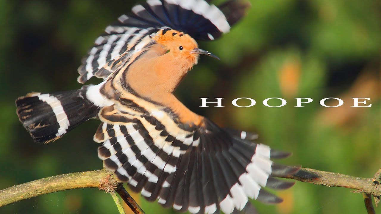 Bird sounds - Eurasian Hoopoe call