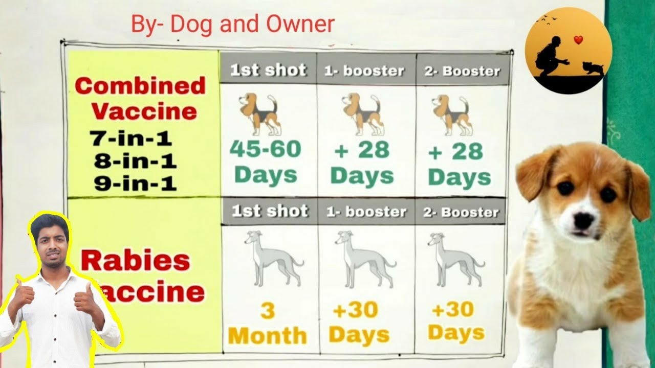 Vaccination of dog full details // pomtoy anurag #finalPomtoyAnurag