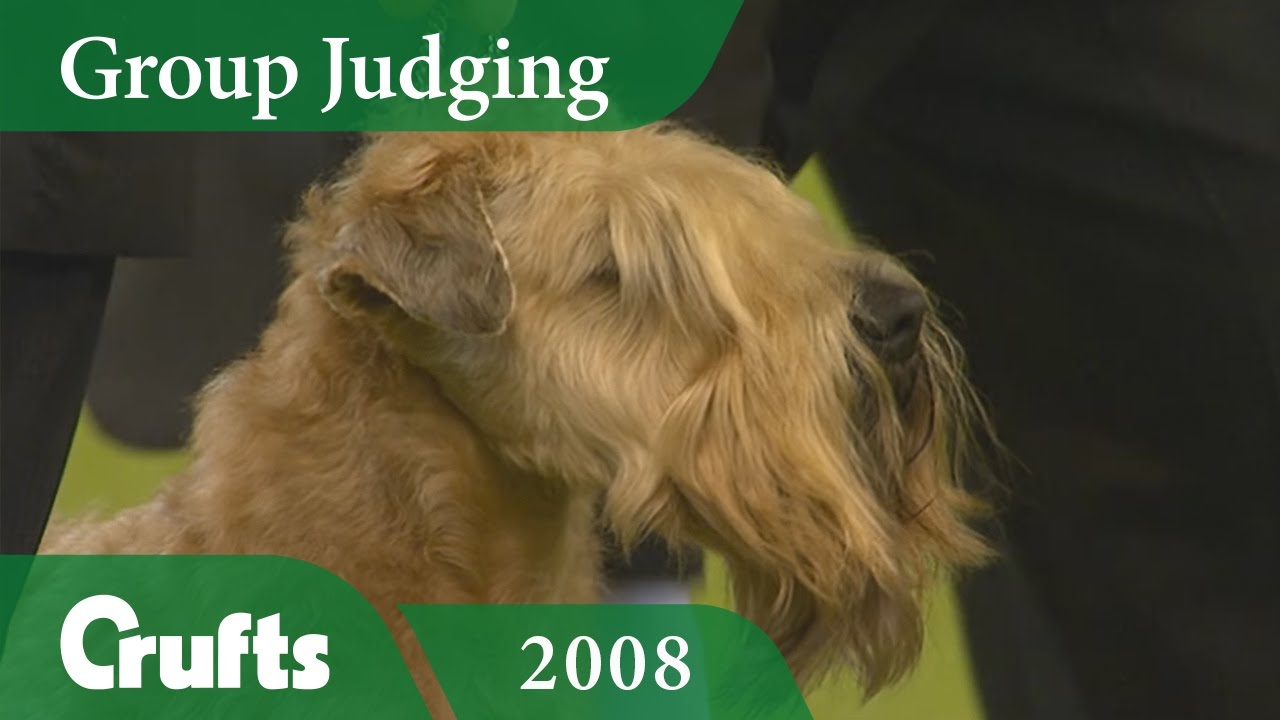 Soft Coated Wheaten Terrier wins Terrier Group Judging at Crufts 2008 | Crufts Dog Show