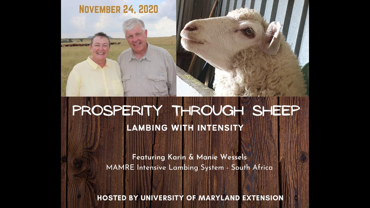 Prosperity with Sheep