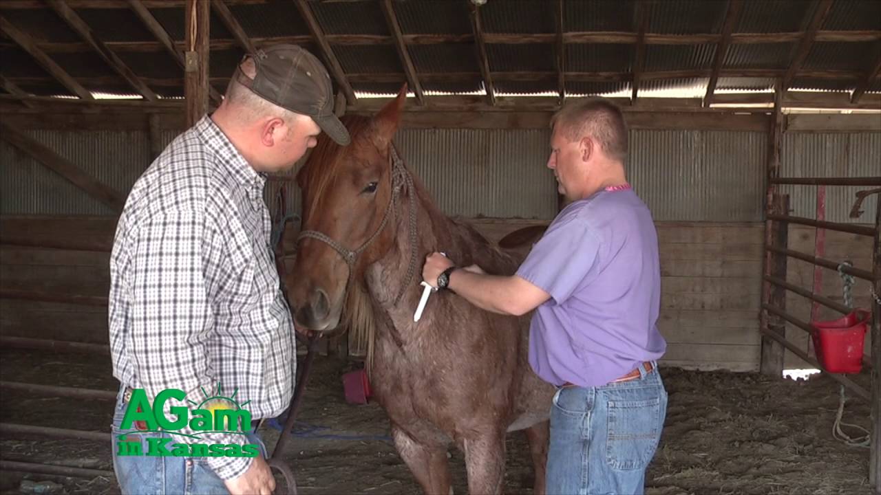 AGam in Kansas - West Nile Virus in Horses - September 15, 2016