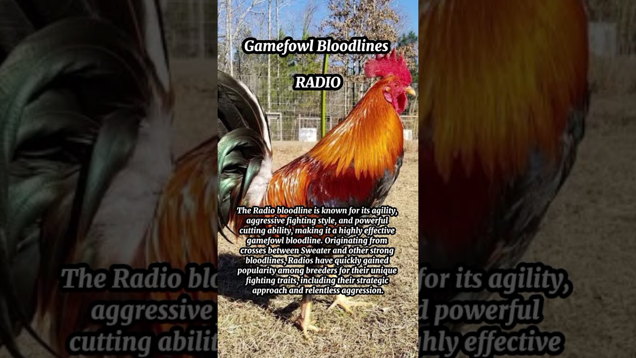 Gamefowl Bloodlines (Radio)