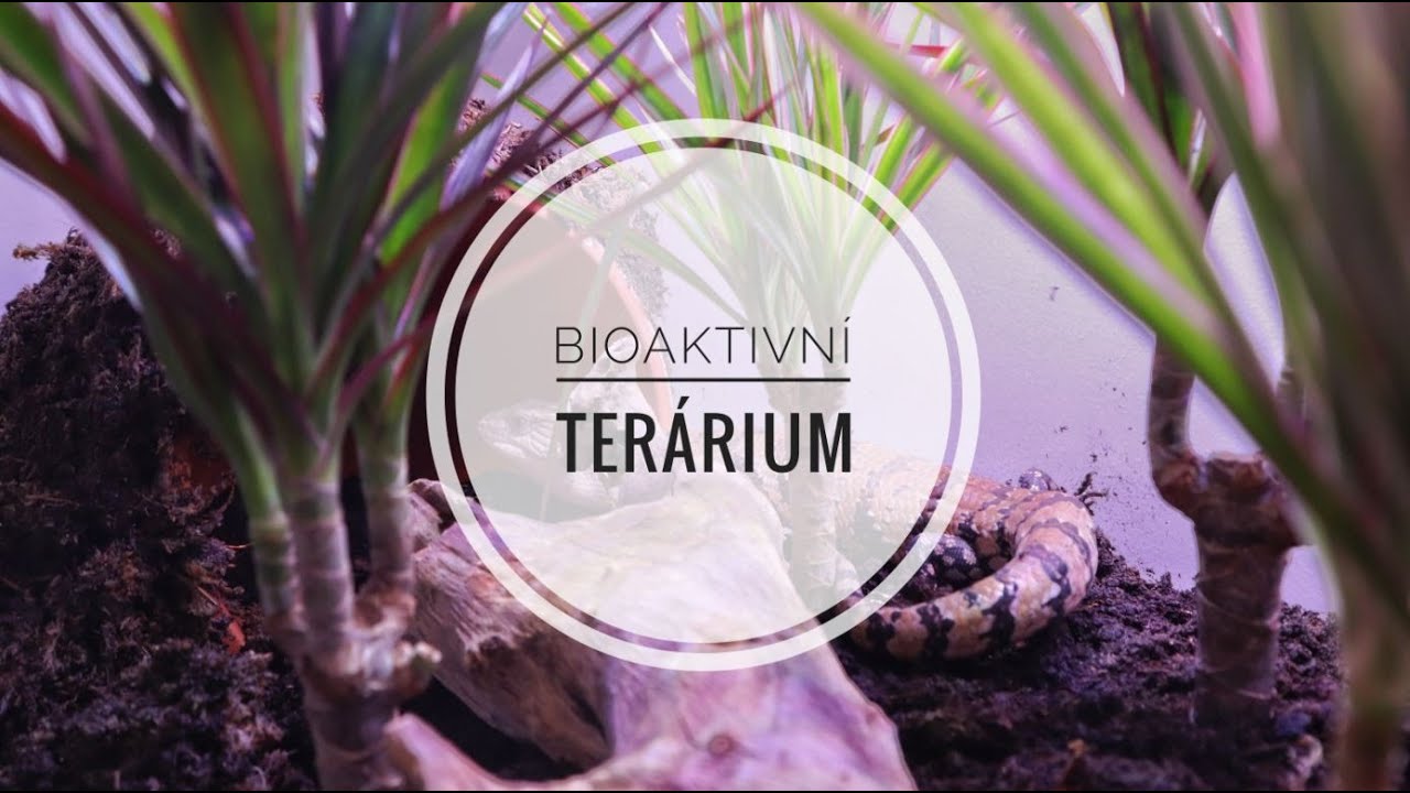 Jak zař&iacute;dit Ter&aacute;rium pro Tilikvu Obrovskou