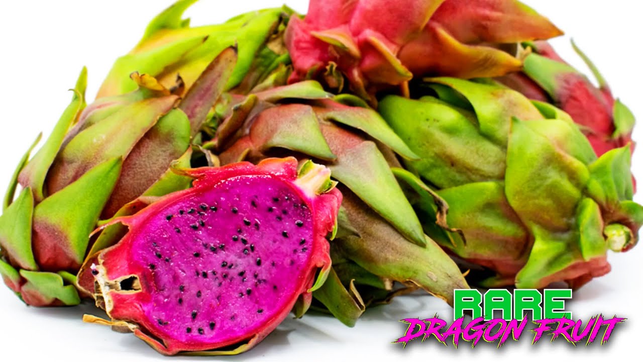 Paul Thomson DRAGON FRUIT SEEDLING TOUR ( Physical Graffiti, Cosmic Charlie, Purple Haze, and MORE )