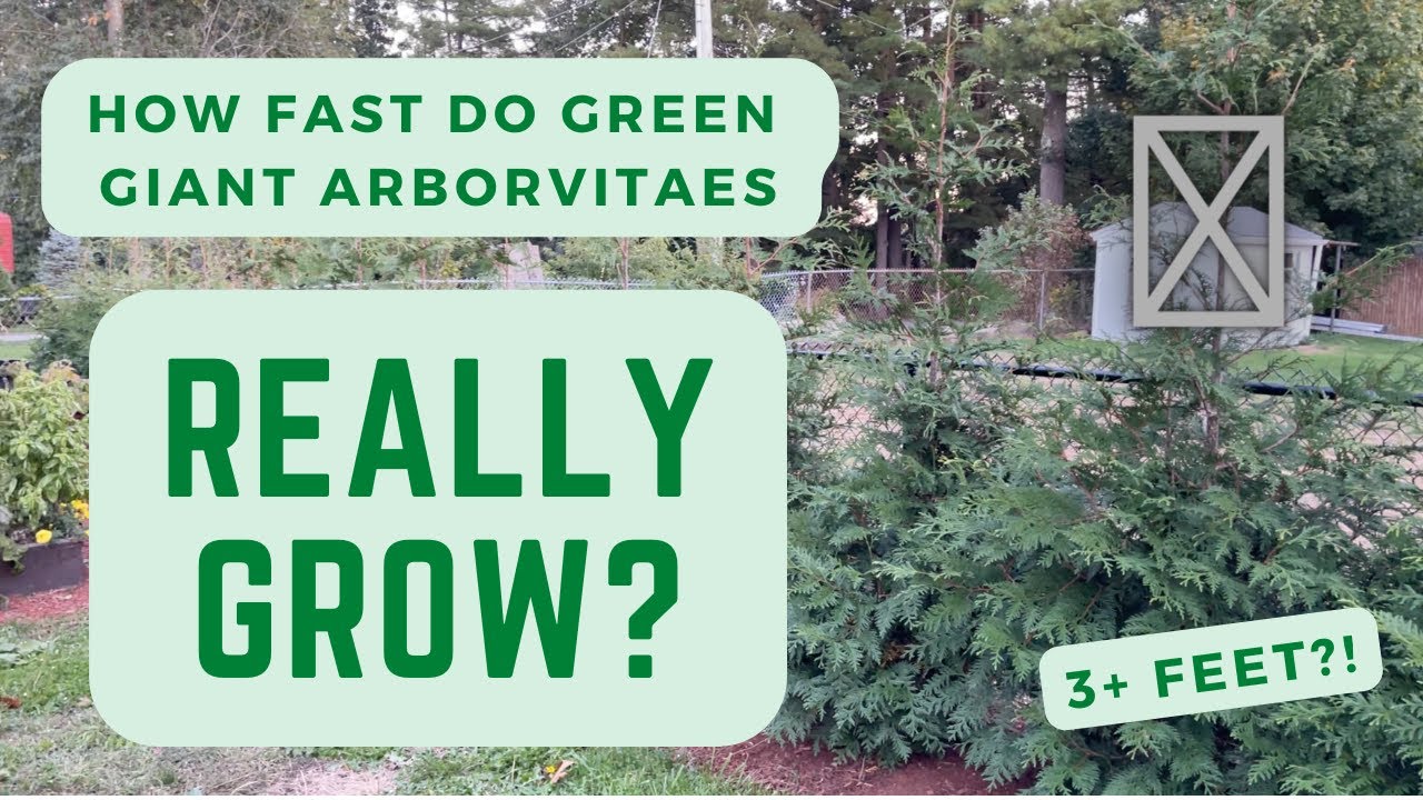 How Fast Green Giant Arborvitaes Actually Grow 🌲 (Sun + Shade!) 