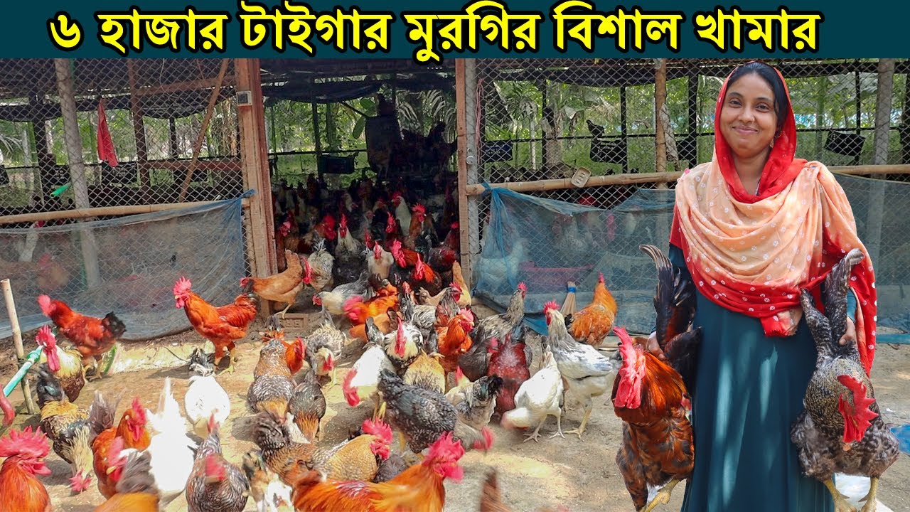 রাজশাহীর নারী উদ্যোক্তা কল্পনা আপার ৬ হাজার টাইগার মুরগির বিশাল খামার। Tiger Morgi