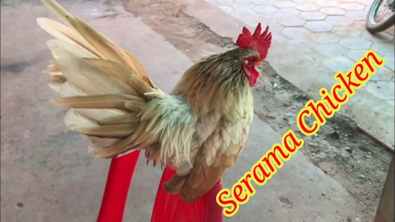 Serama Chicken Smallest chicken in the world