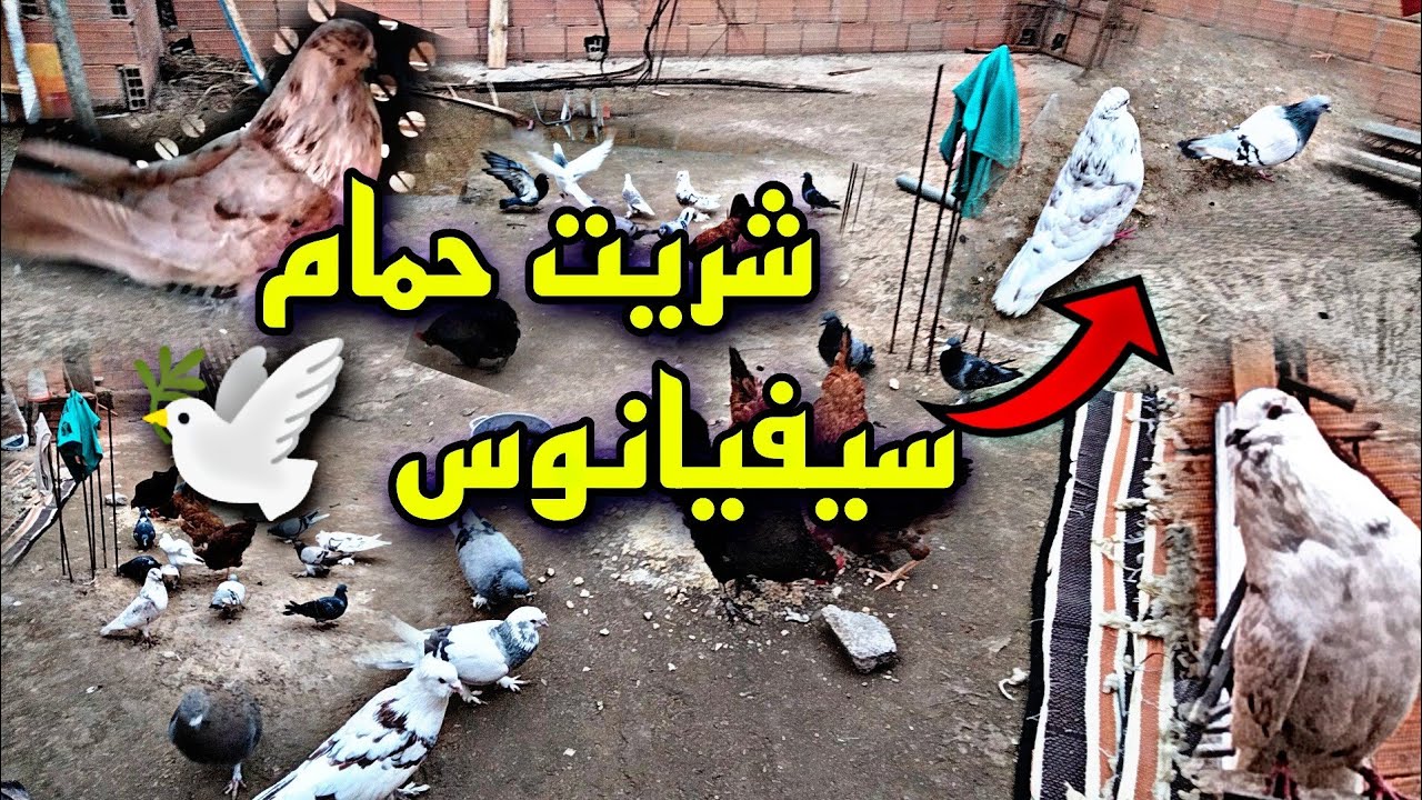 شريت حمام سيفيانوس 🕊️ الله وما بارك الأنتى فيها البيضة ولله الحمد 🤲#shorts#سوق_القريعة#تربية_الحمام
