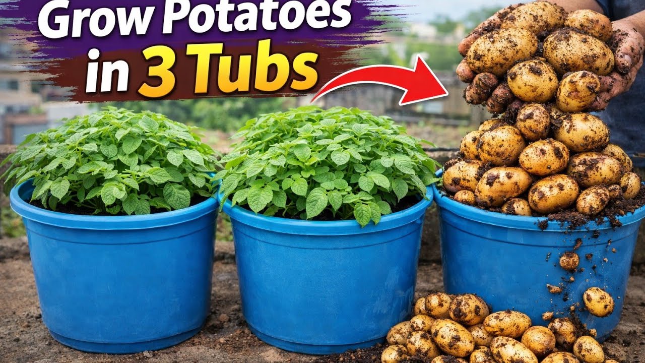 3 Plastic Tub Potato Farming | Huge Potato Result 😱 | Grow Potatoes at Home