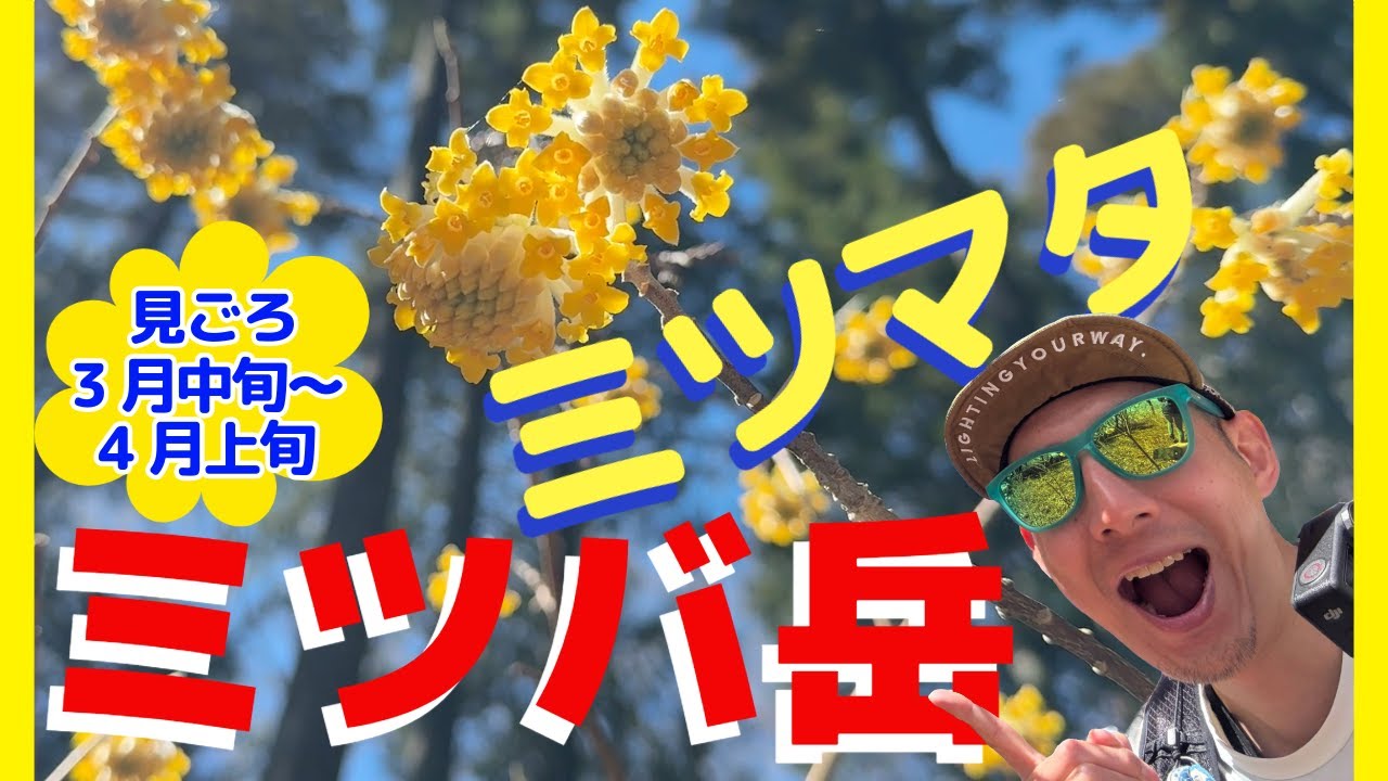 3月中旬～4月上旬限定！黄金のミツマタ咲くミツバ岳を登ってきた♪