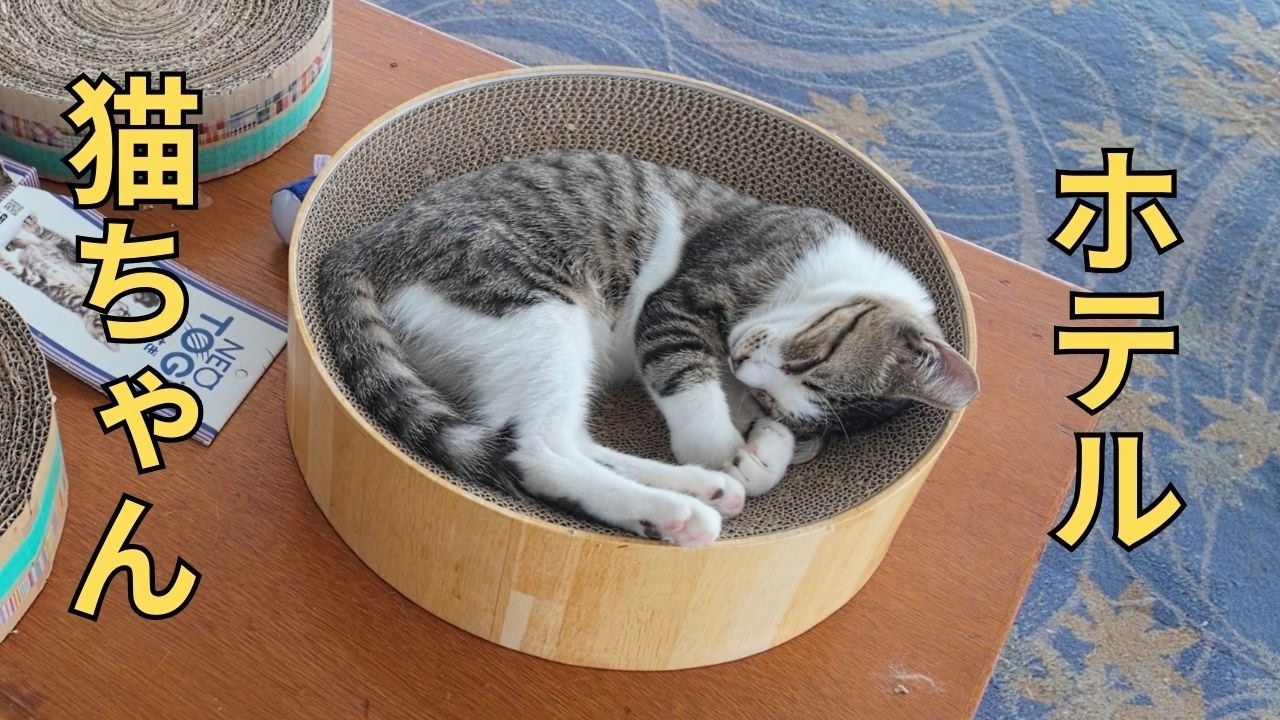 【徳島】保護猫40匹のホテルに泊まってみた