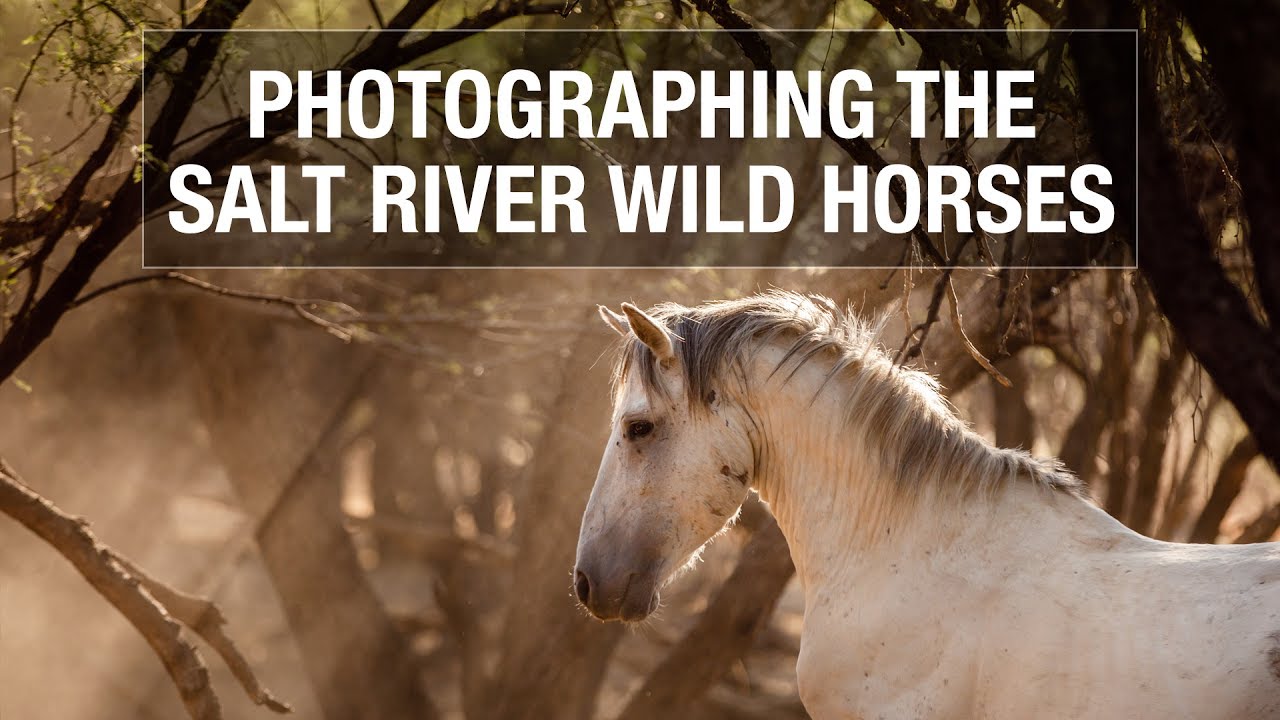 Photographing the Salt River Wild Horses