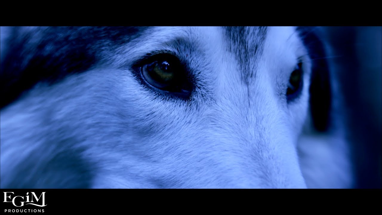 Every Green in May & Capri - HOWL (OFFICIAL VIDEO)