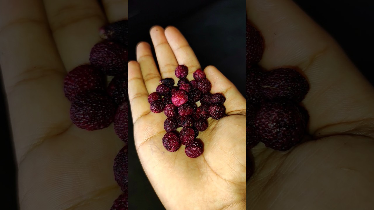 👈काफल (Bayberry Fruit) ll 