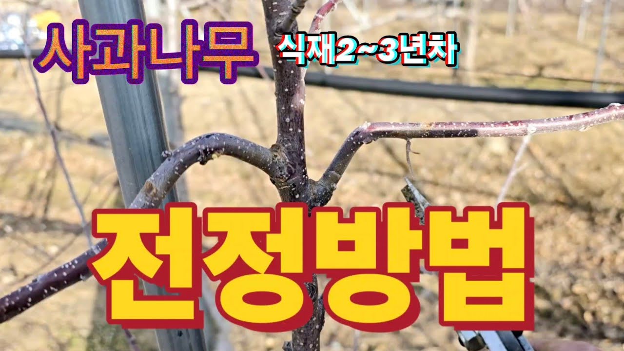 사과나무2~3년차 전정하는 방법