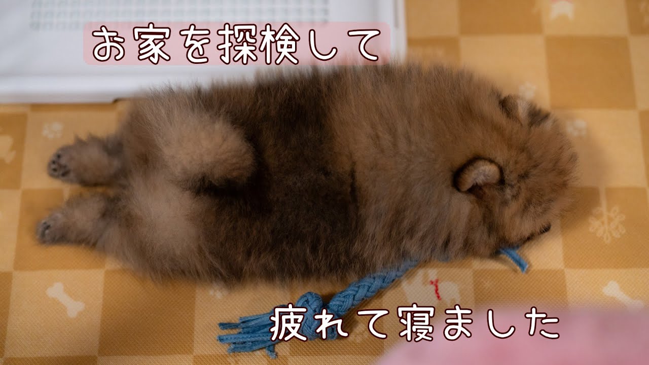 【ポメラニアンパピー】初めてのお家探検♪