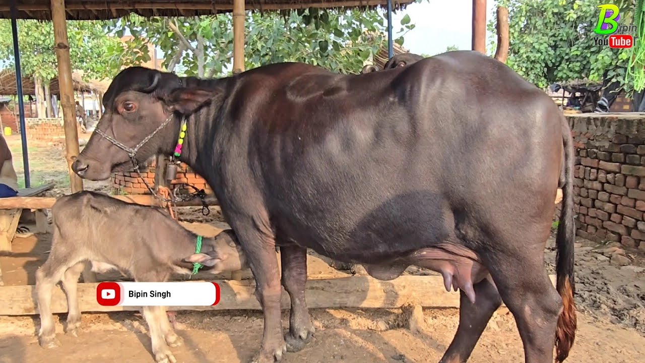 दुधारू नई भैंस खरीदना है तो उत्तर प्रदेश के इस पशु मंडी में आए | Dildarnagar Pashu Mandi | Bhains