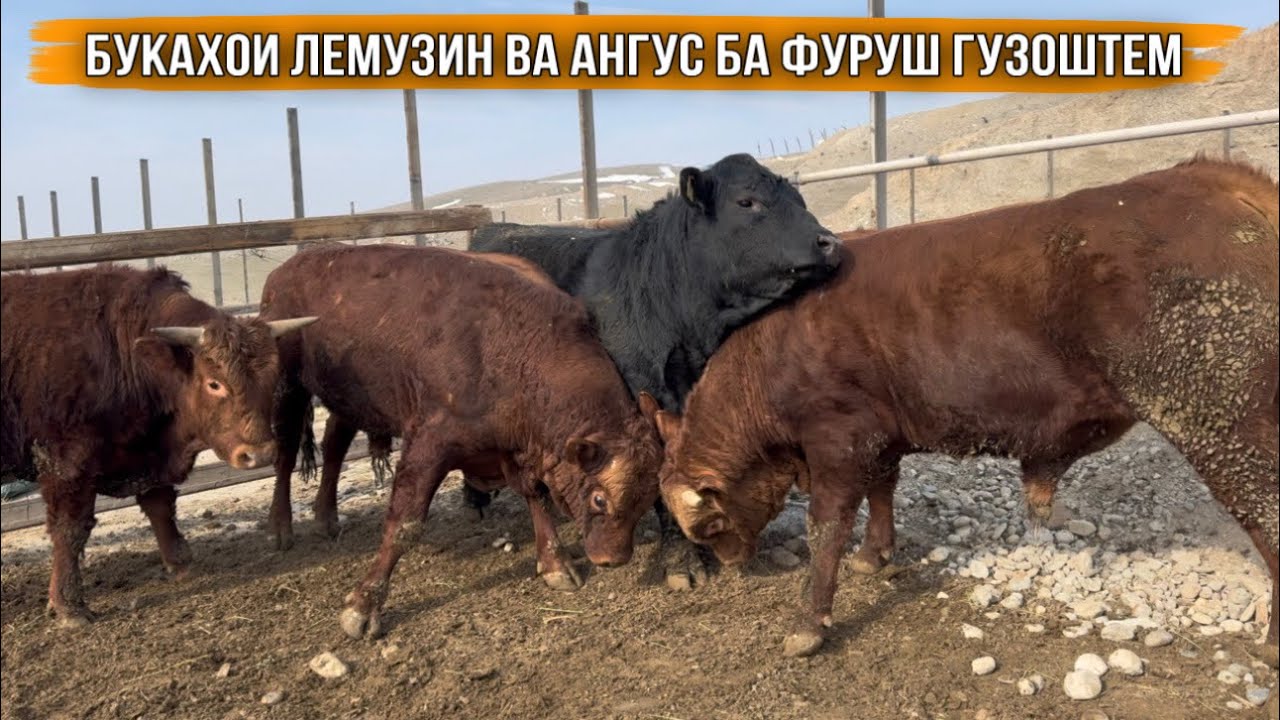 БУКАХОИ ЛЕМУЗИН ВА АНГУС НАВОРИ НАВ 27 января 2026 г.