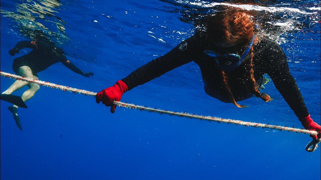 No cage shark dive in Jupiter Beach Florida #sharks #sharkdive