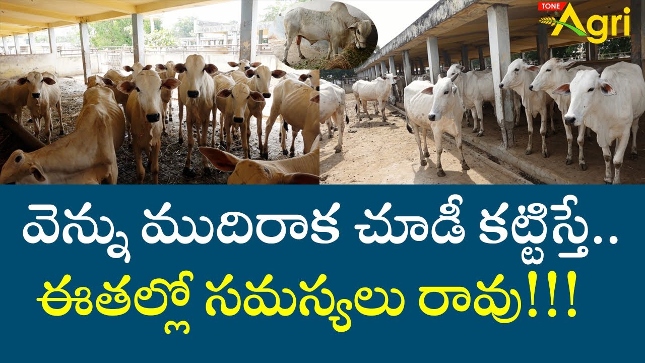 Ongole Cattle Breeds | వెన్ను ముదిరాక చూడీ కట్టిస్తే.. ఈతల్లో సమస్యలు రావు..!!  Tone Agri