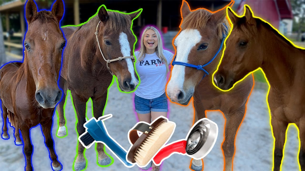 GROOMING ALL MY HORSES in ONE Video! | How To Groom A Horse