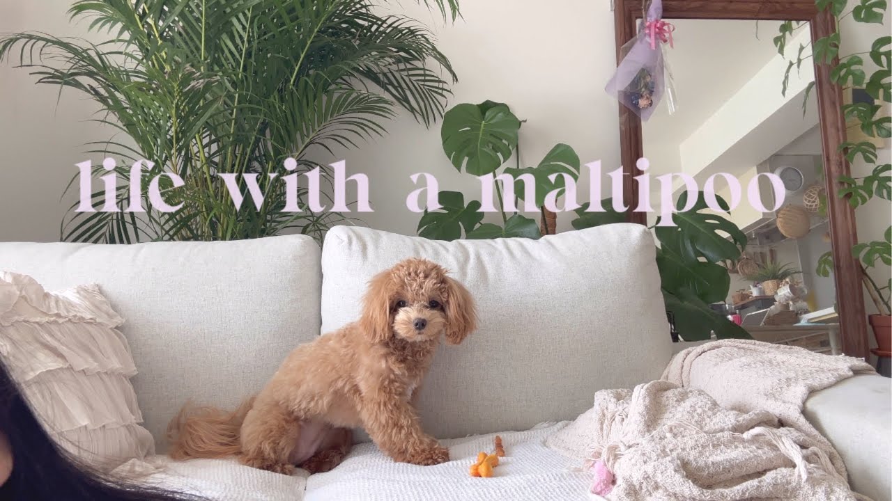 Life with a Maltipoo 🐾💕 Saturday vlog 🐻⚡️🪴💜