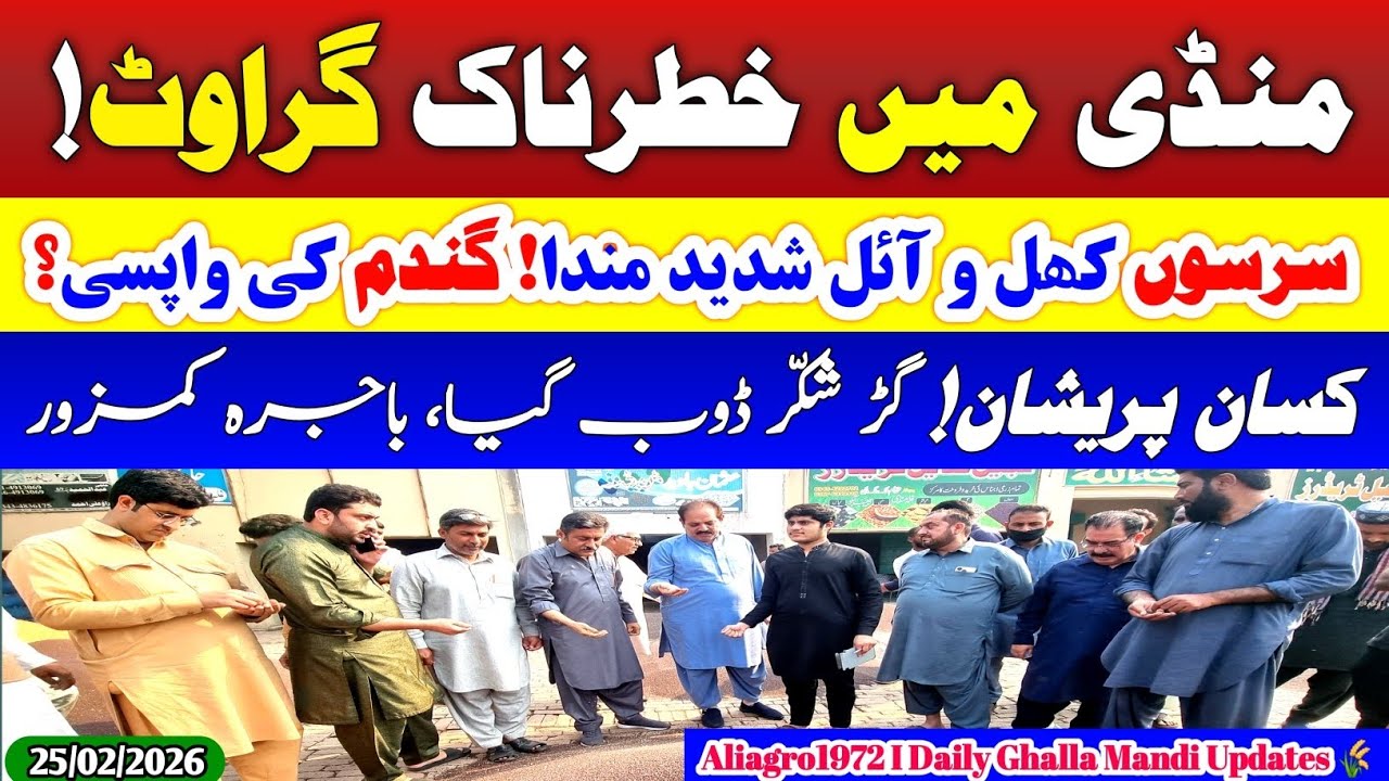 Aaj Ki Ghalla Mandi Update 25-02-2026 | Sarson Shadeed Manda, Wheat Wapsi | Gur Shakkar Bajra Rates