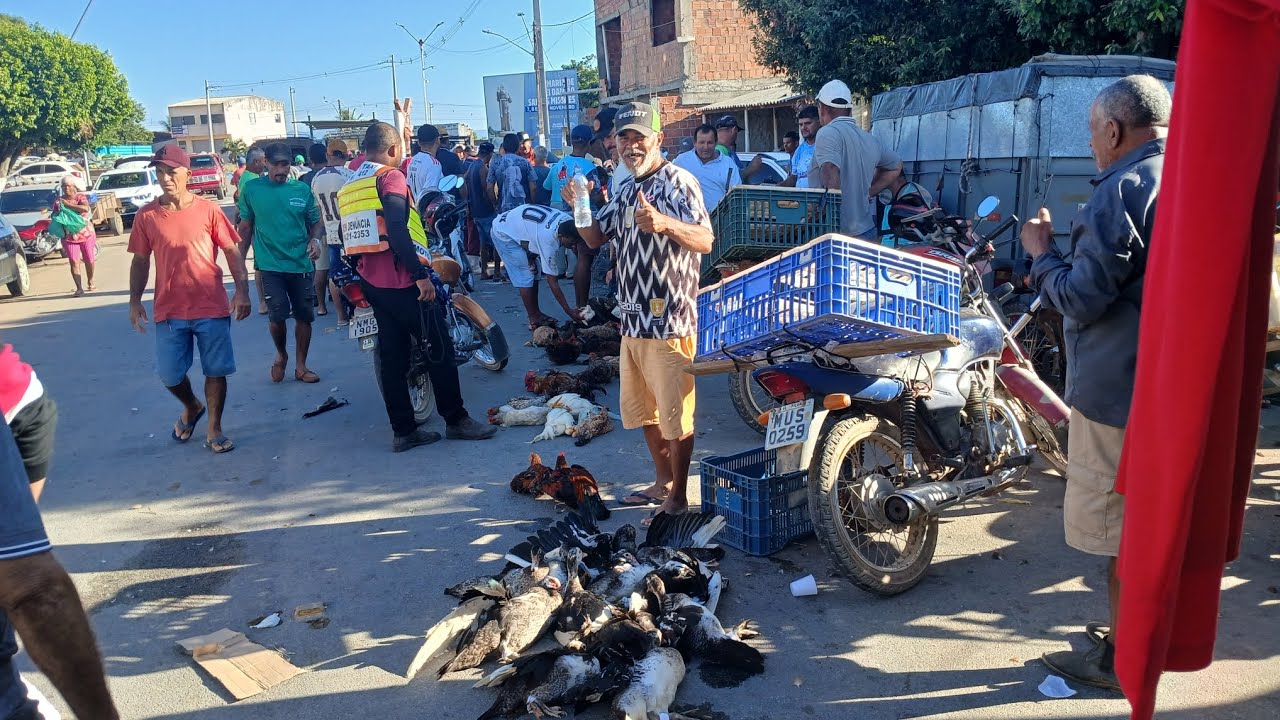 FEIRA DAS GALINHAS CANAFISTULA FREI DAMIÃO ALAGOAS 16/03/2026
